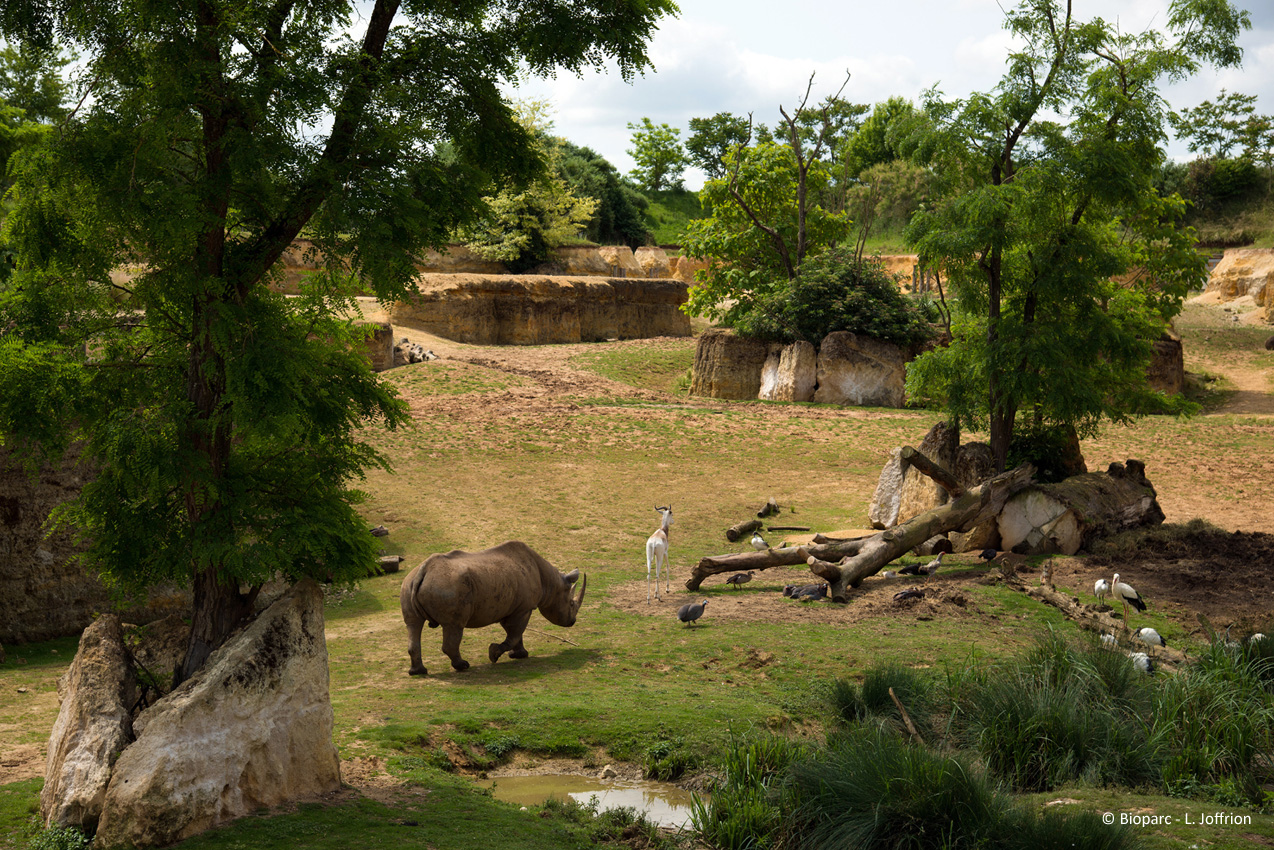 Zoo de Doué la Fontaine : Le seul zoo troglo au monde !